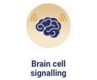 Brain cell signalling