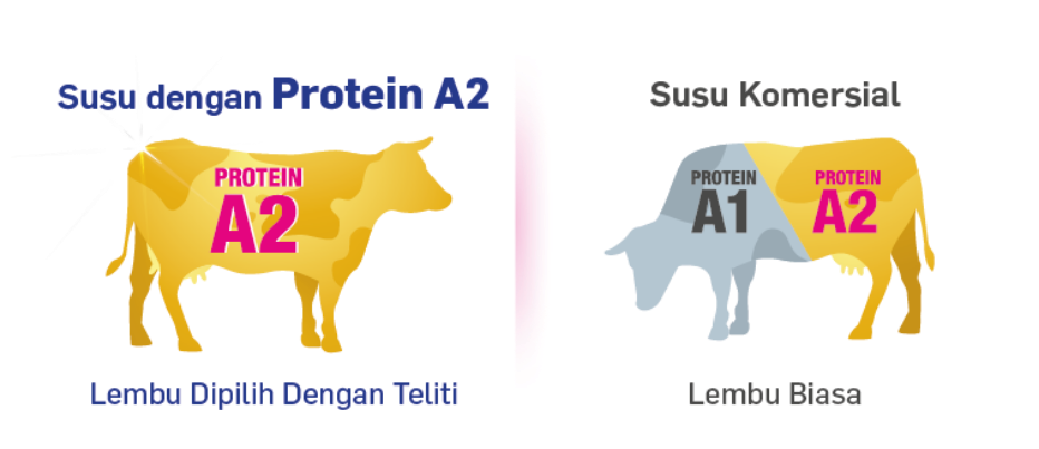 A2 Protein